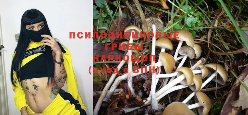 Псилоцибиновые грибы Psilocybine cubensis  где можно купить   Болгар 